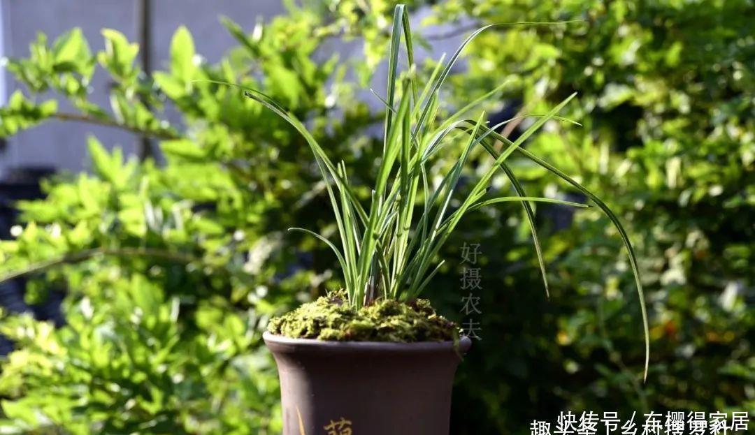 花盆|茶叶渣放兰花盆可以吗？兰友：到时候就后悔了