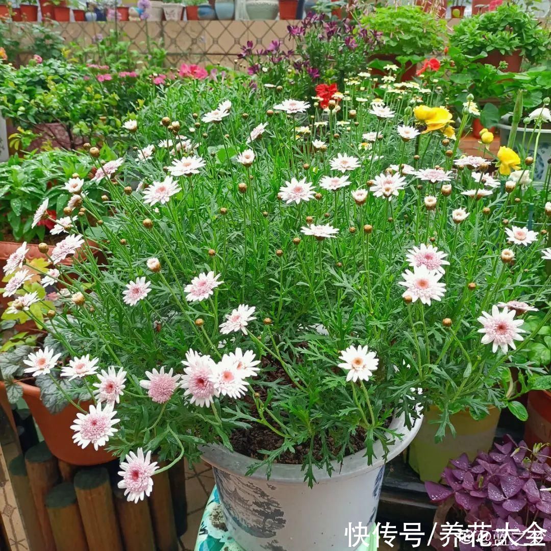 三角梅|天热要修剪的花，不剪死得快，活不过夏天