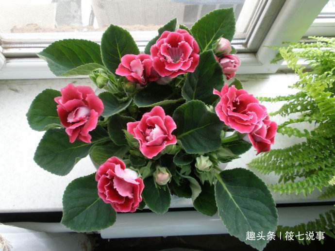 这三种耐阴花，掐枝插入土壤可以繁殖。