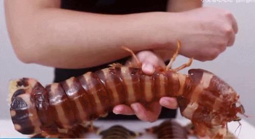 砂锅大的螃蟹，手瓜大的濑尿虾，你们都见过么？