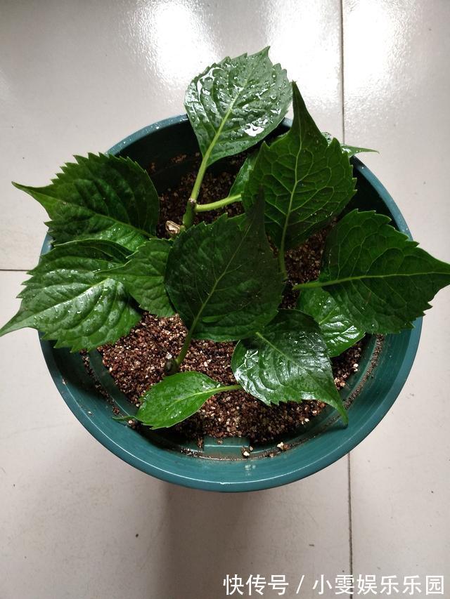 成活率|4种漂亮花，5月快扦插，20天生根，残枝别浪费