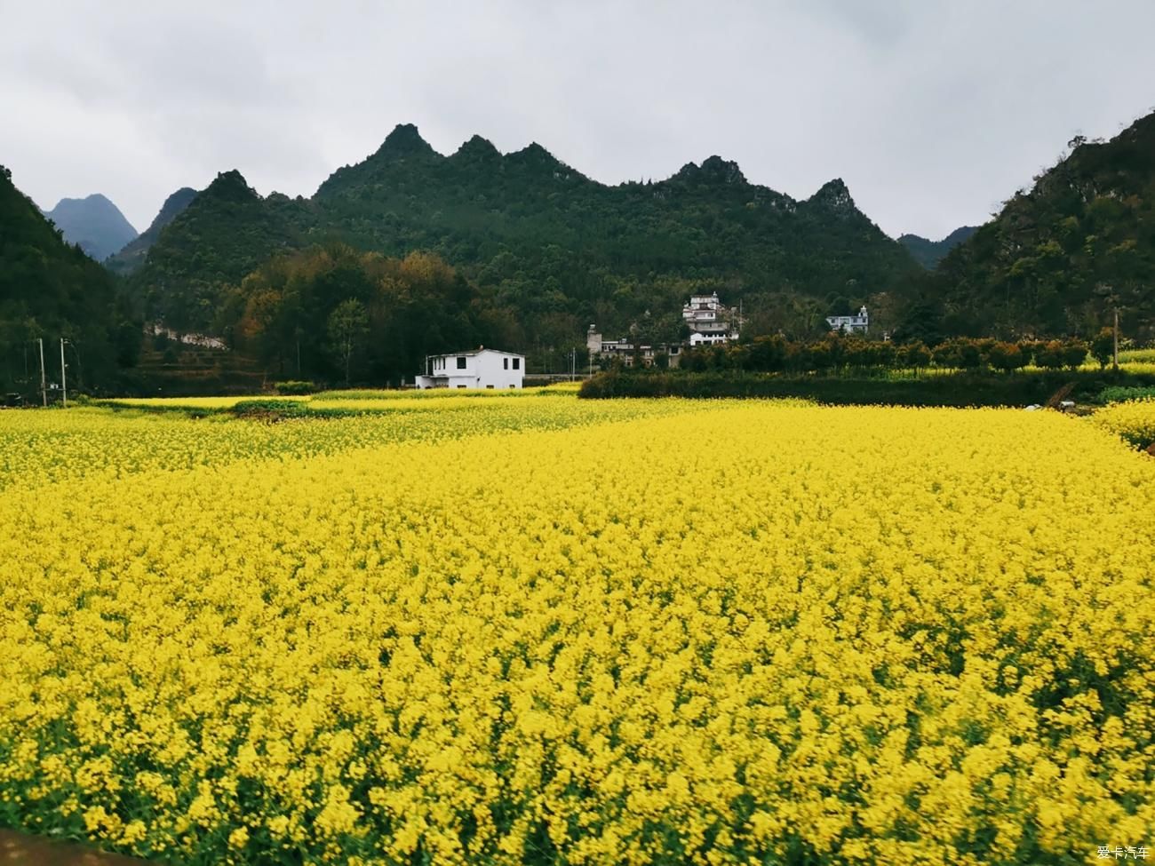 天下山峰何其多，唯有此处峰成林