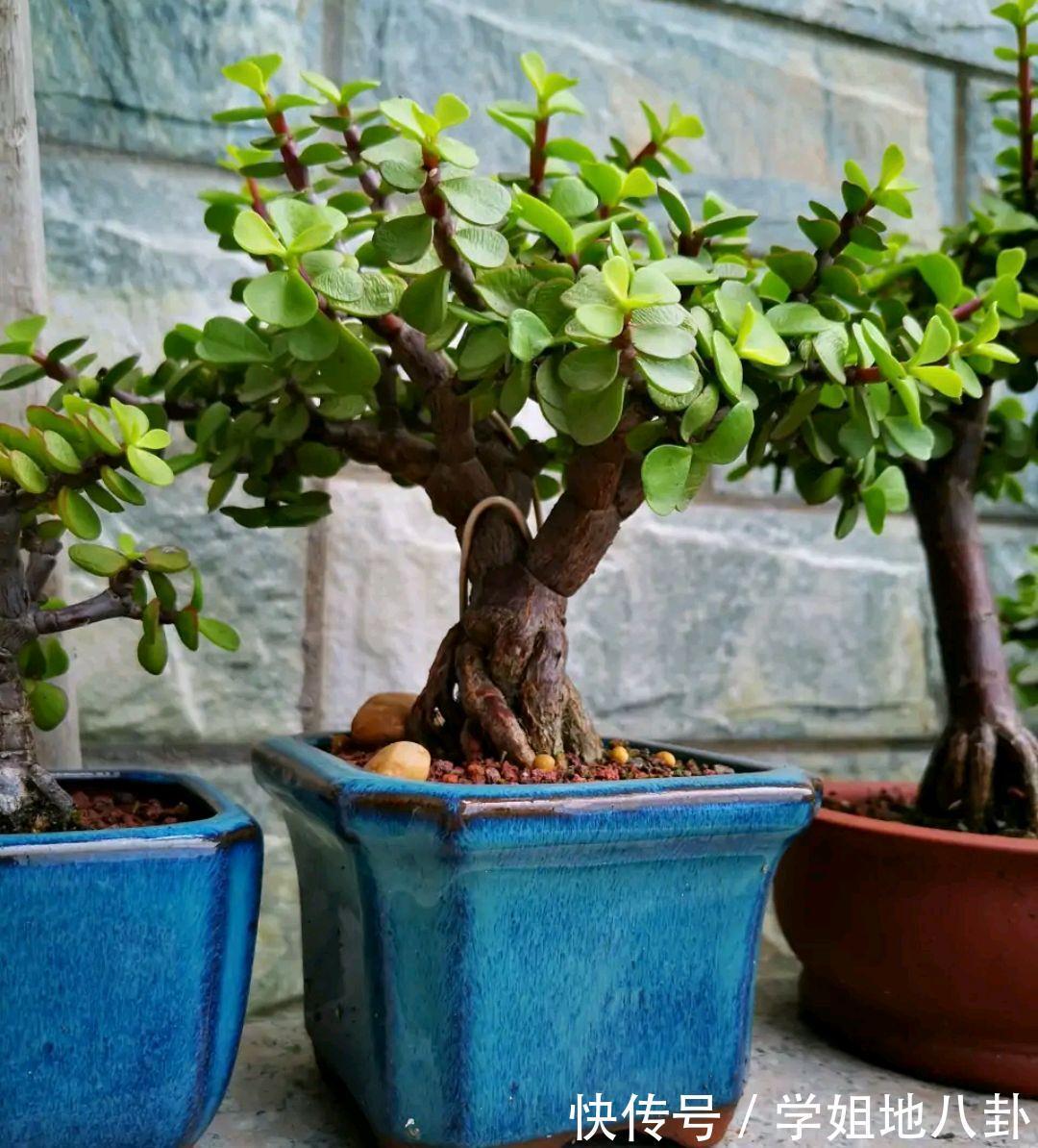 6种“懒人花”,堪称“不死花”,养成老桩几十年,旺家又值钱