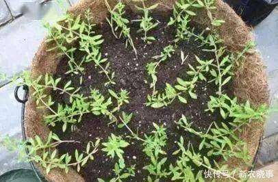 盆栽|农村常见的“1种野草”,看到别铲除,挖1棵回家,做盆栽很漂亮