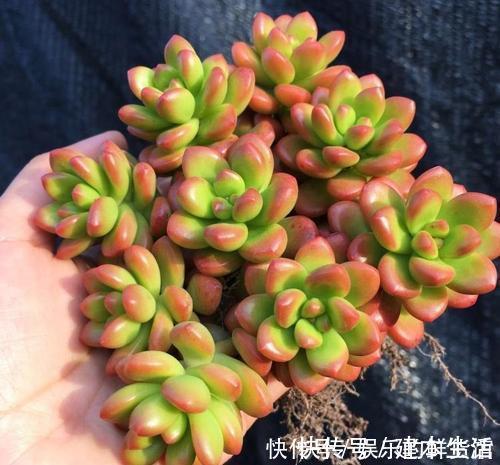 蓝豆蓝豆|公认香味浓郁的4款多肉植物,你若一盆没养过,那就太可惜了!