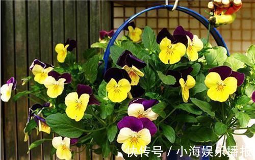养花|香蕉可以用来养花一根香蕉解决养花大问题，花卉长爆盆不招虫