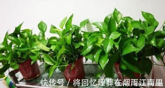 绿油油|家里油烟机的废油别再丢了，用它养绿萝，叶片长得又多又亮