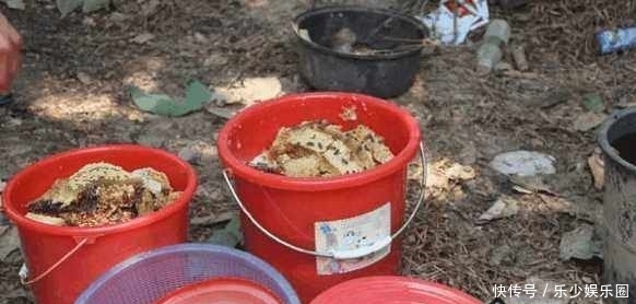 无人问津|农村山里采摘的这美味无人问津,城里人上百元一斤却被抢着买!