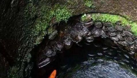 不吃|为啥人们吃海鱼、河鱼、湖鱼,却不吃井鱼看完涨知识