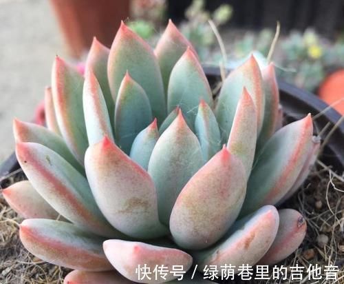 多肉|多肉叶子不着色，该怎么解决？做到这些，上色容易还格外好看