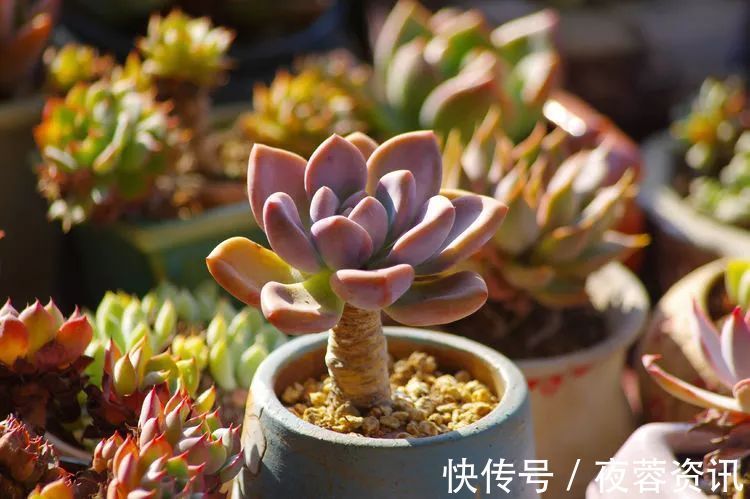 夏天|夏天日晒雨淋,秋老虎来势汹汹,你的多肉准备好逆袭了吗