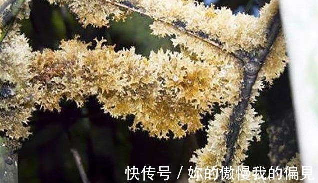 竹竿上生长的山珍,外形似银耳,人称“植物燕窝”,产量非常低