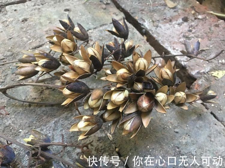 香椿树|香椿树上结的果实叫啥名有人花钱去农村收集，有什么用吗