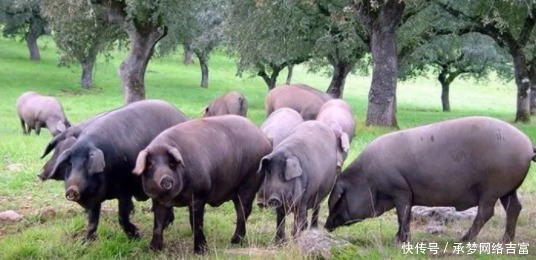 世界的猪肉美食第二站西班牙伊比利亚黑猪(一)