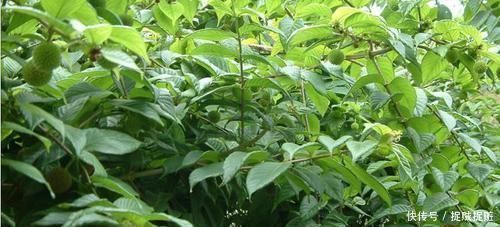 吊藤|农村这野草供不应求,农民却当杂草烧,殊不知一斤22价格还在涨