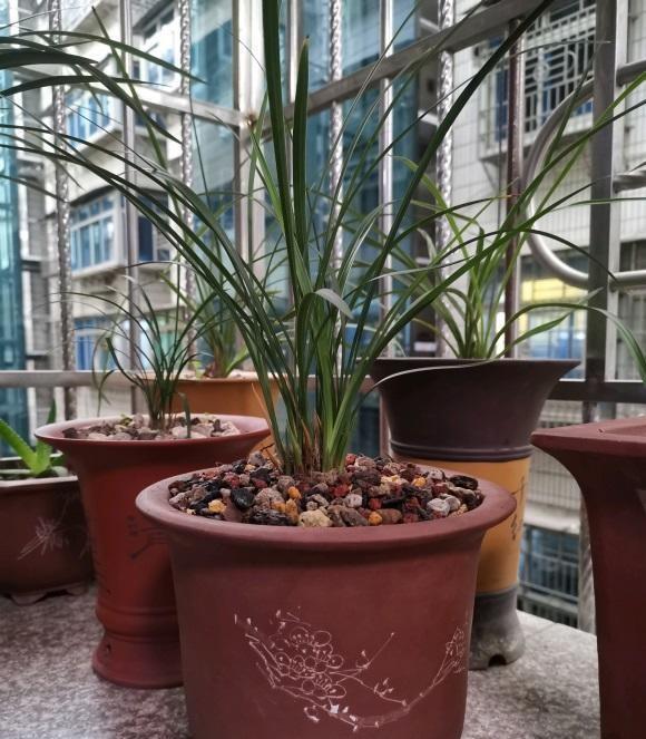 植料|兰花叶子焦边了,夏季温度高,隔三差五浇一次,避免叶子焦边