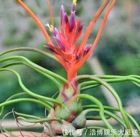 四季|2种“放养花”，不用土、不浇水，一点“空气”就活，四季都赏花