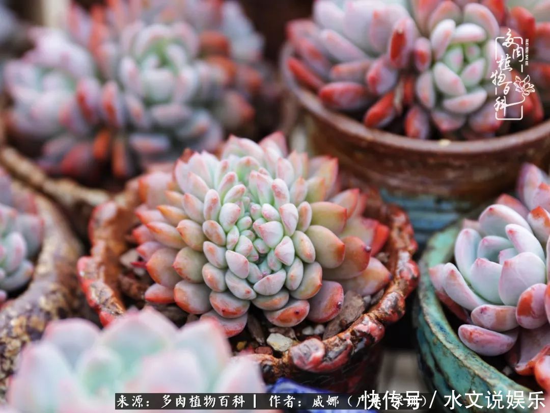 日子|笼子里露养的多肉,越养越美!有多肉的日子伴着小确幸!
