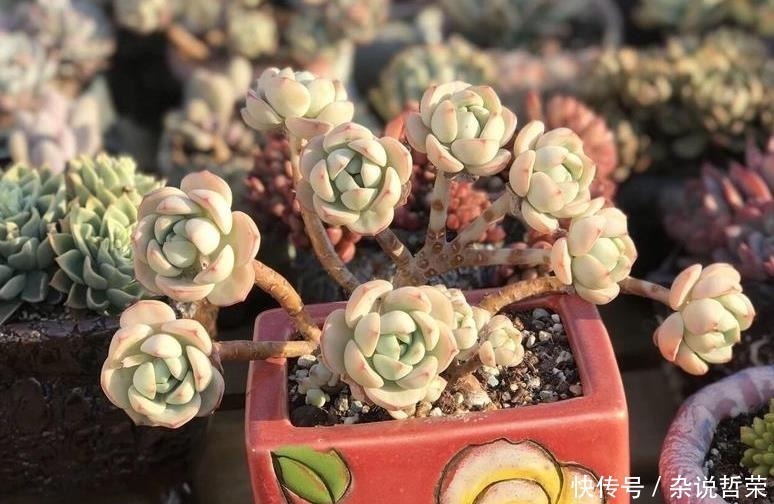 石莲花属|体积变小、狂冒气根?多肉可能“危险”了,根据这2点经验去预防