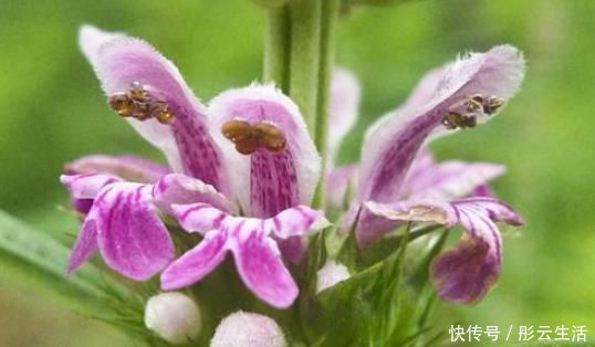 益母草|农村一种野草女人的“吉祥草”,茎叶能吃好处多,一斤能卖60元!