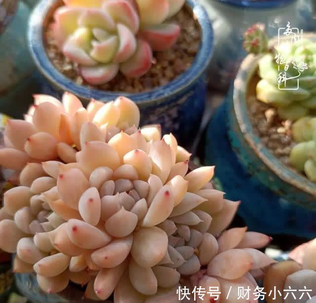 揭秘:那些干净又温暖的多肉照片从哪里来?