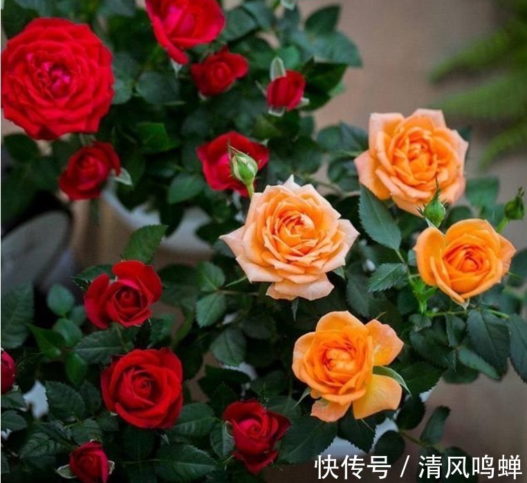 玫瑰花|4种漂亮花，家里养一盆最合适，开花漂亮花期长，谁养谁喜欢