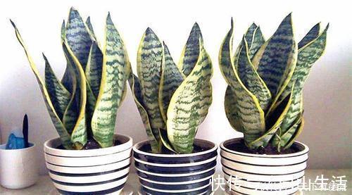 家里养3种花，不能多浇水，否则黄叶又烂根！