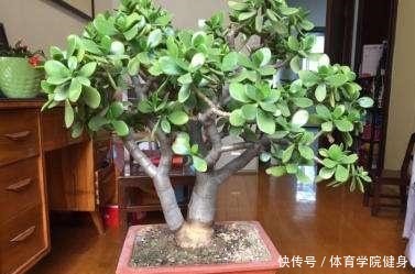 3种“便宜花”这样养一养，一年变“老桩”，开花千朵还“镇宅”！