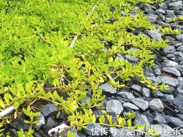 花盆|真正的花坚强，墙缝、地缝都能长，开花特别旺！