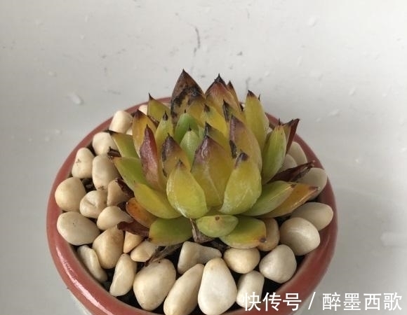 夏天养多肉，必做这3点，否则就黑腐！原来露养多肉也有缺点