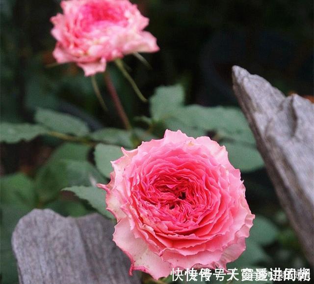 难度|最美的波浪边月季,又香又勤花,种植无难度,非常适合新手