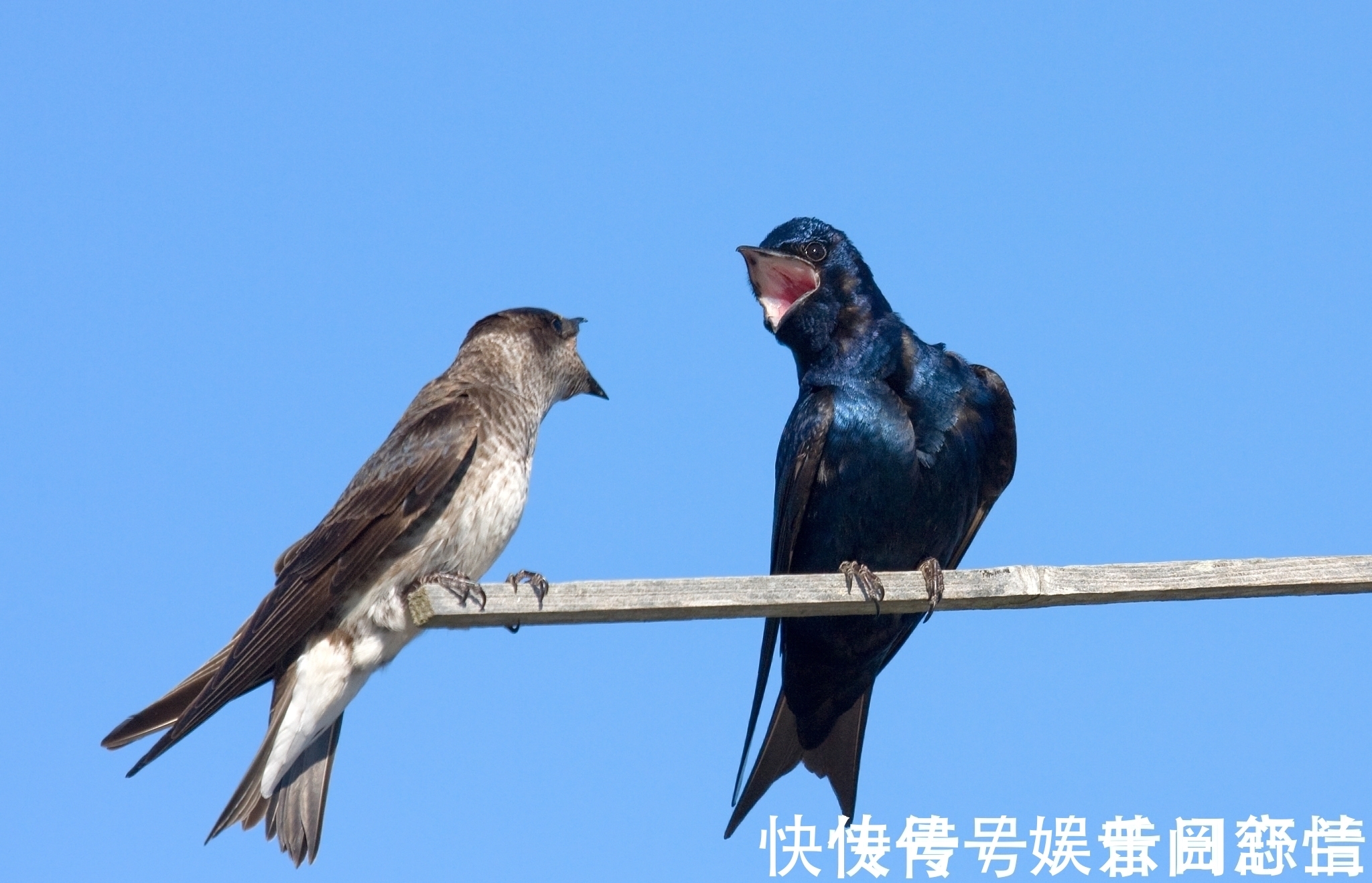 杨建军$绕头诗35首:奇思妙句,感悟世间百态,若有同感,不妨也来一句