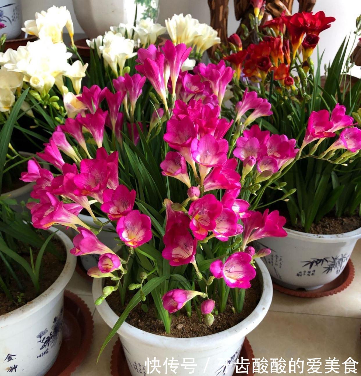 芦荟|6种“女人花”能吃又好闻,采花泡茶养容颜,女人养花,花养美女