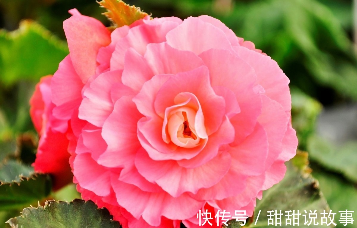 最适合新手养的3种花,沾土就能活,开花就爆盆,不易生病好养护