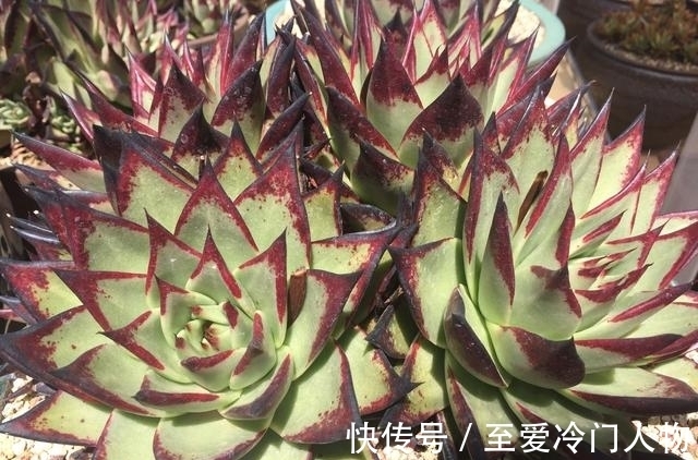 哪个品种让你爱上多肉?我因为紫乐入坑,已经被养成了大老桩