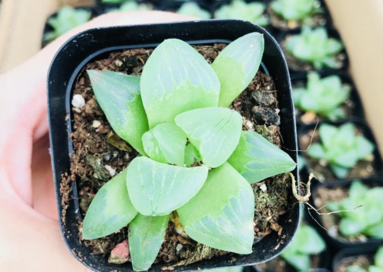 叶子|6月养玉露,这么干就能让叶子水灵灵、肥嘟嘟,长满盆