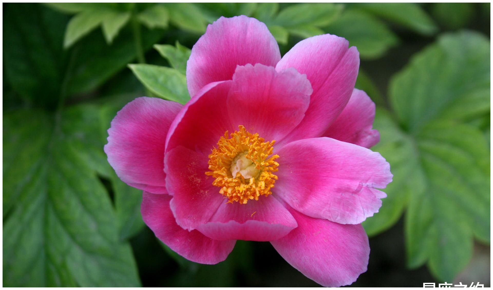 5月4日星座运势 白羊认真负责 狮子事半功倍 水瓶灵活变通 全网搜