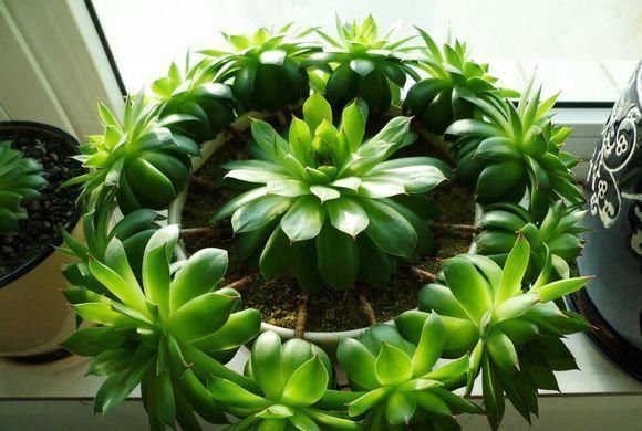 杆子|多肉撸光叶子,呼呼冒出10个头,越虐长得越旺