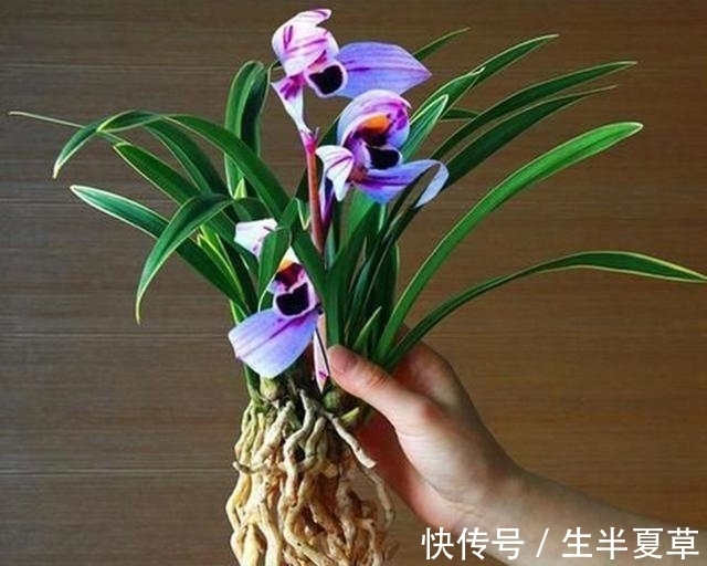 此兰是“神秘”的化身,花色少有,香味扑鼻,很多老花匠都没见过