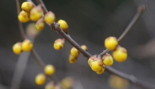  盆栽|盆栽腊梅开花不香？注意2大因素3小细节，暗香扑面不难