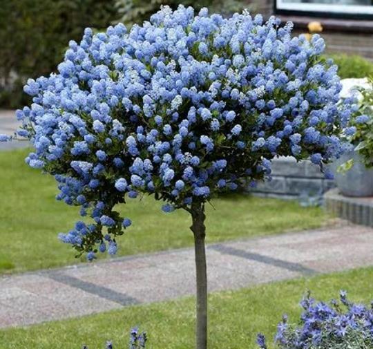 关键|一种灌木比绣球花量大,不调色都能开出蓝色花,关键是耐寒!