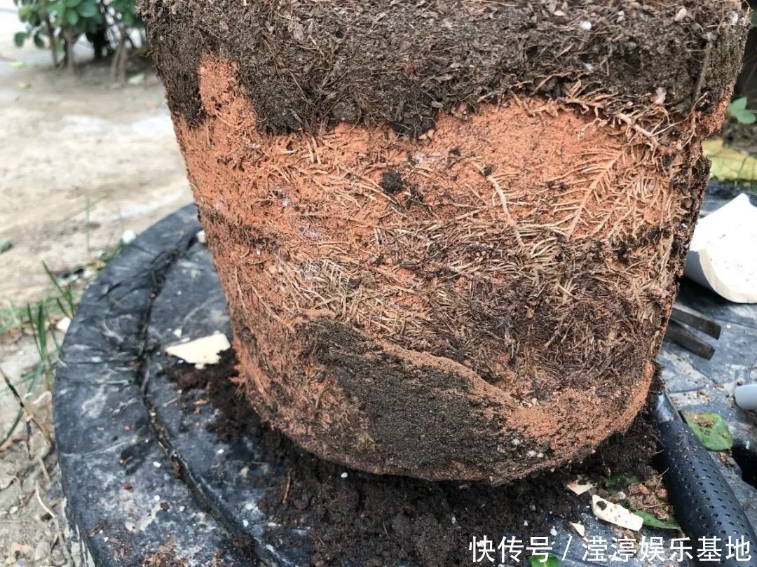 10种花爱喝醋，浇水加点酸，叶子油亮爱开花！