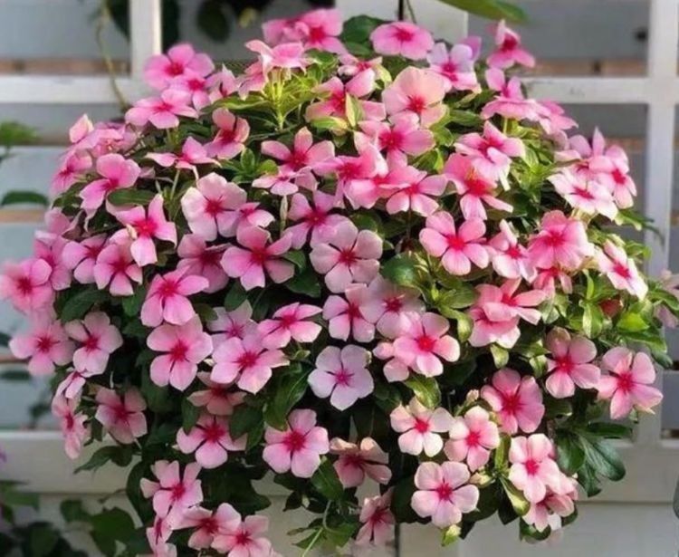 春天养花,不妨养这几款花,花大色艳很漂亮,谁养谁爱