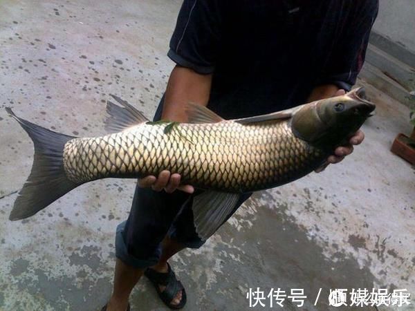 觅食|这东西钓草鱼堪称一绝,取材方便不用1分钱,爱钓草鱼的你别错过