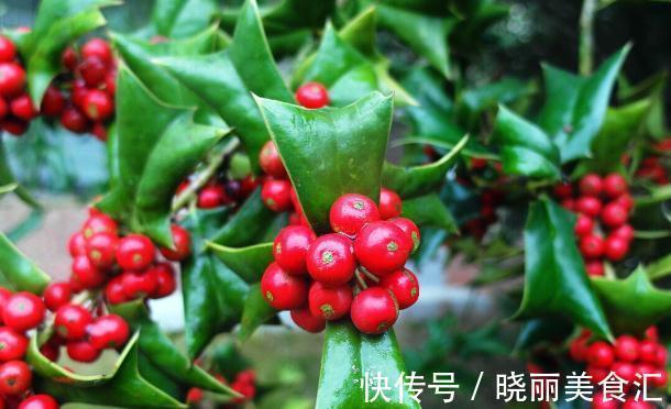 何首乌|5种为盆栽而生的植物,名字好听易养活,你家山上可能有,别错过