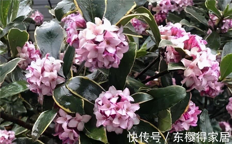 花卉|天热后，家里这些花要搬到阴凉处，否则黄叶烂根只剩个空盆