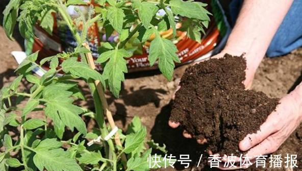 朱顶红|这些“老话”通俗易懂,能叫养花人少走弯路