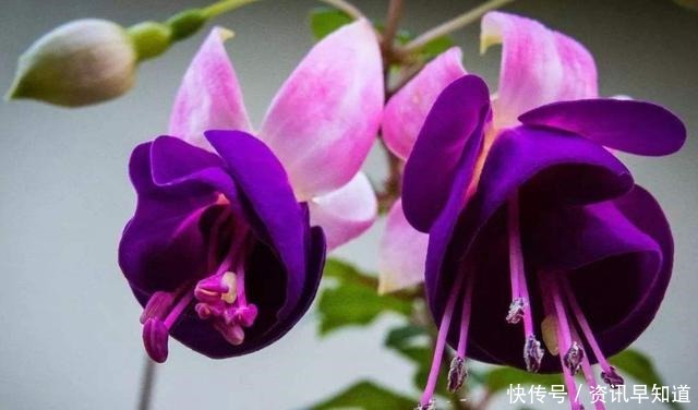 养花就养此3种,花大色艳开花爆盆,好养易活不操心,越养越喜欢