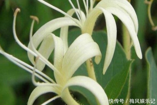 此花代表奉献与诚实的爱,全心全意的去爱,象征着无私的奉献