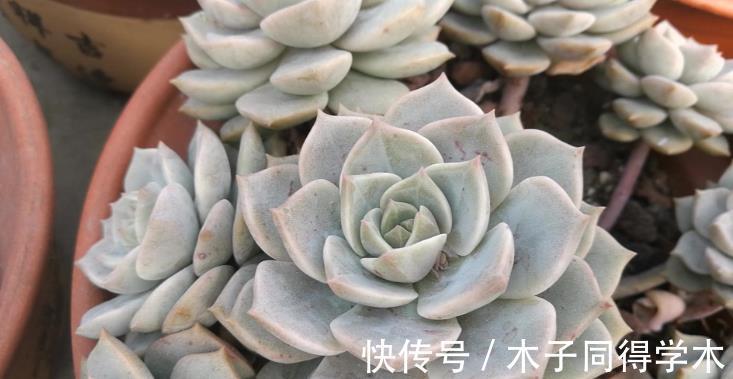 叶片|追求颜值、性价比,养多肉就选普货白牡丹,打理、扦插不费劲